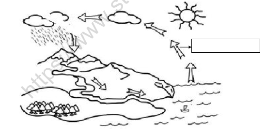 Cbse Class 3 Science Worksheet N